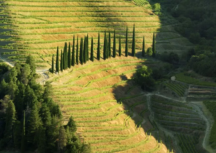 Framed Print : Portugal, Douro, Terraced vineyards and trees Framed Print : Portugal, Douro, Terraced vineyards and trees