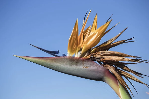 Portugal, Madeira, Funchal, Bird of paradise - The National Flower of Madeira