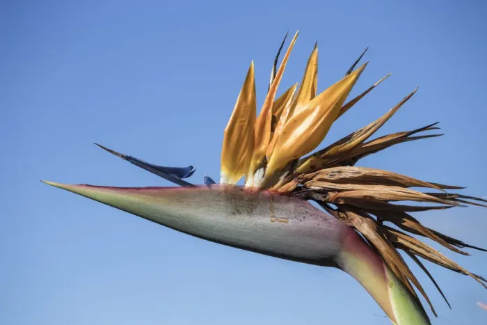 Framed Print : Portugal, Madeira, Funchal, Bird of paradise - The National Flower of Madeira Framed Print : Portugal, Madeira, Funchal, Bird of paradise - The National Flower of Madeira