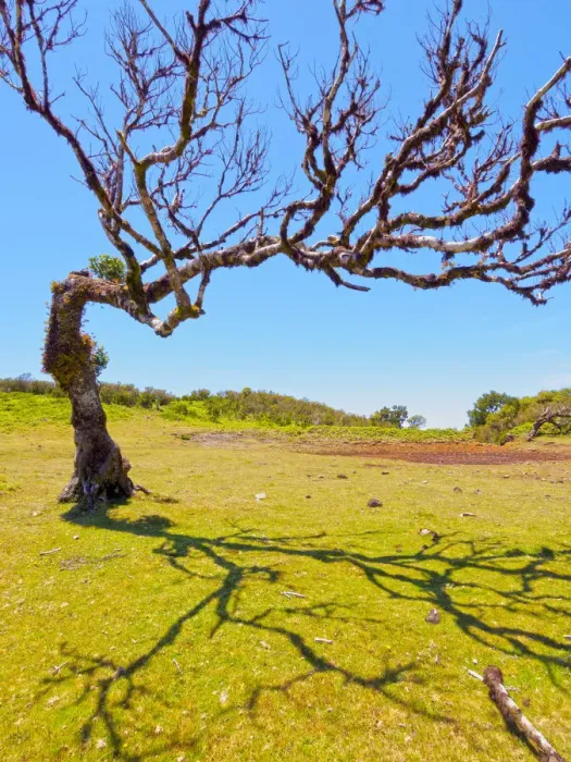 Framed Print : Portugal, Madeira, Paul da Serra, Fanal, Laurissilva Tree on the green field of Fanal Framed Print : Portugal, Madeira, Paul da Serra, Fanal, Laurissilva Tree on the green field of Fanal