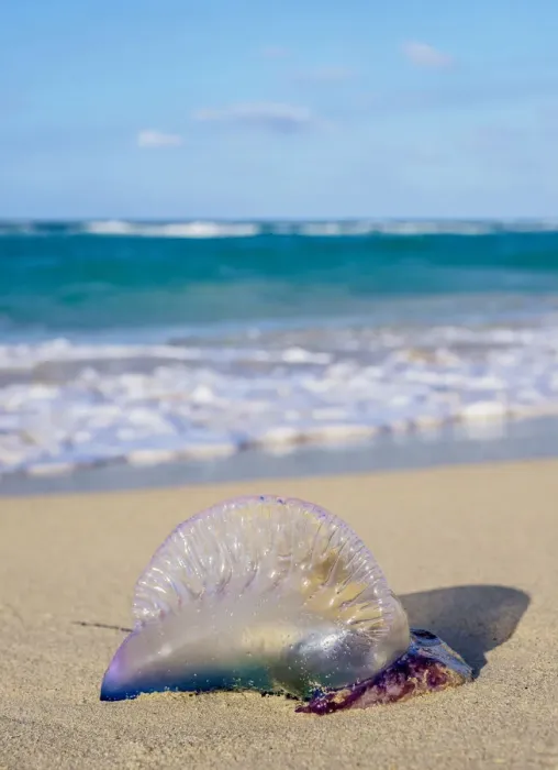 Framed Print : Portuguese Man-of-War jellyfish at Santa Maria del Mar Beach, Habana del Este, Havana Framed Print : Portuguese Man-of-War jellyfish at Santa Maria del Mar Beach, Habana del Este, Havana
