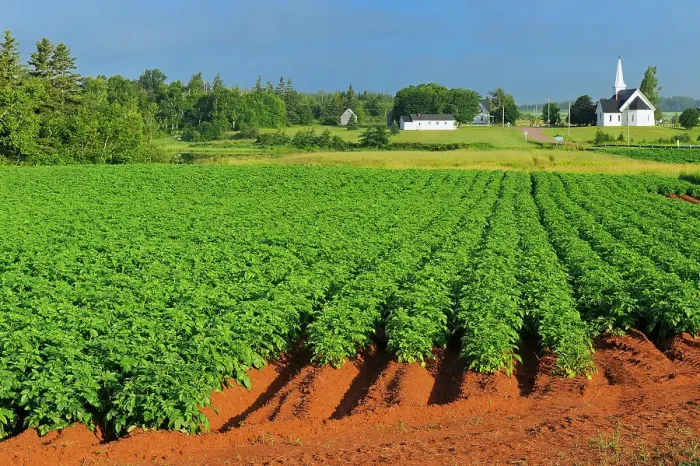 Framed Print : Potato field, red soil and church Kelby Prince Edward Island, Canada Framed Print : Potato field, red soil and church Kelby Prince Edward Island, Canada