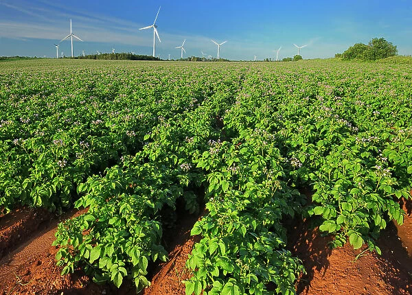 Potato field, red soil and wind turbines West Cape Prince Edward Island Canada