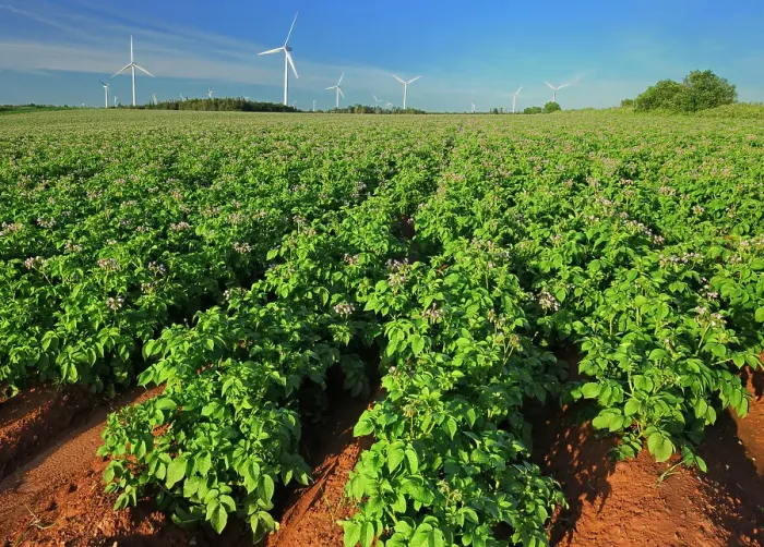 Framed Print : Potato field, red soil and wind turbines West Cape Prince Edward Island Canada Framed Print : Potato field, red soil and wind turbines West Cape Prince Edward Island Canada
