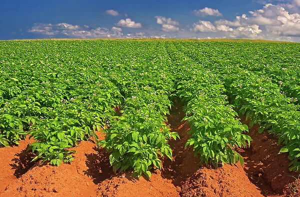 Potatoes and red soil, Cape Tryon, Prince Edward Island, Canada