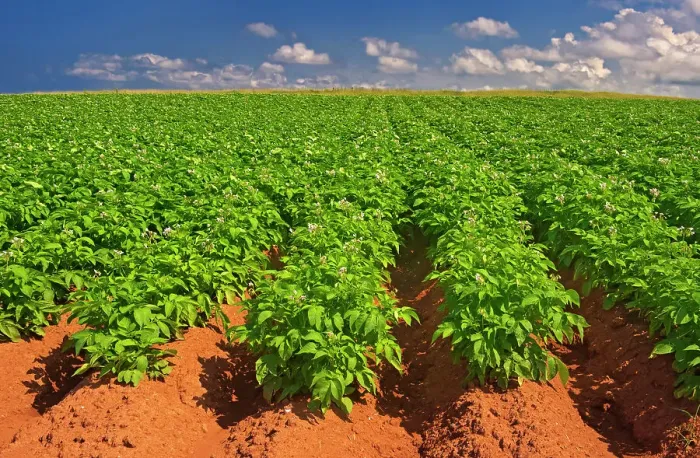 Framed Print : Potatoes and red soil, Cape Tryon, Prince Edward Island, Canada