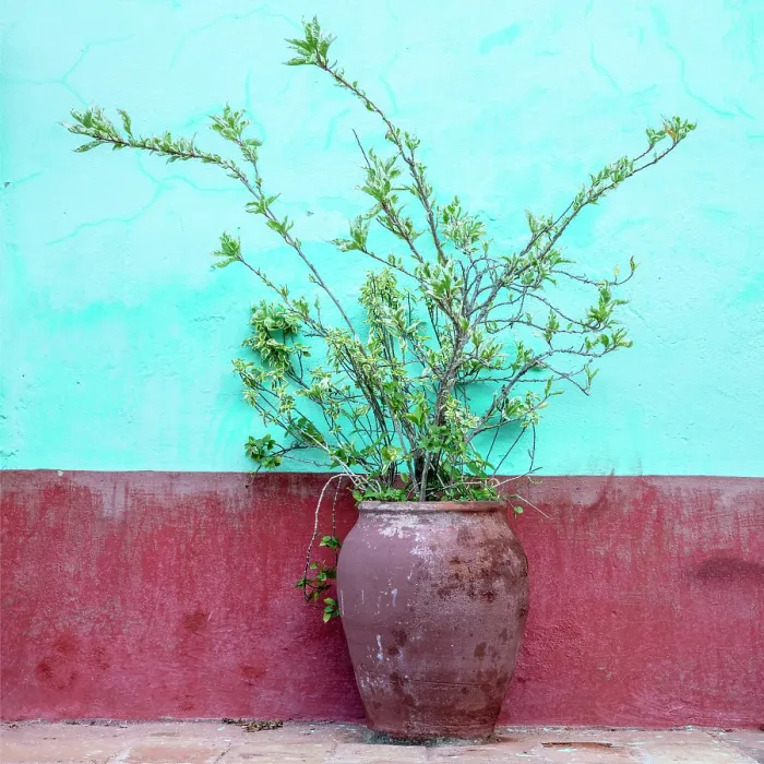 Framed Print : Potted plant against colourful painted wall, Trinidad, Sancti Spiritus Province, Cuba Framed Print : Potted plant against colourful painted wall, Trinidad, Sancti Spiritus Province, Cuba