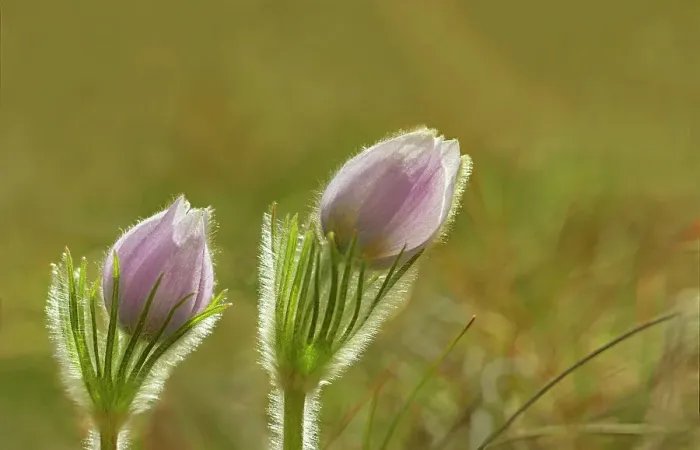 Framed Print : Prairie crocus (Anemone patens) on the Canadian Prairie. Little Mountain Park. Winnipeg, Manitoba, Canada Framed Print : Prairie crocus (Anemone patens) on the Canadian Prairie. Little Mountain Park. Winnipeg, Manitoba, Canada
