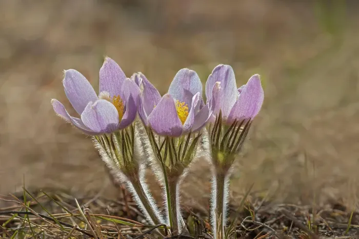 Framed Print : Prairie crocus (Anemone patens) flower blooming in early spring onthe Canadian prairie. Little Mountain Park. Winnipeg, Manitoba, Canada Framed Print : Prairie crocus (Anemone patens) flower blooming in early spring onthe Canadian prairie. Little Mountain Park. Winnipeg, Manitoba, Canada