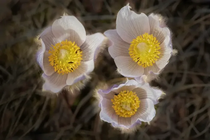 Framed Print : Prairie crocus (Anemone patens) flower blooming in early spring onthe Canadian prairie. Little Mountain Park. Winnipeg, Manitoba, Canada Framed Print : Prairie crocus (Anemone patens) flower blooming in early spring onthe Canadian prairie. Little Mountain Park. Winnipeg, Manitoba, Canada