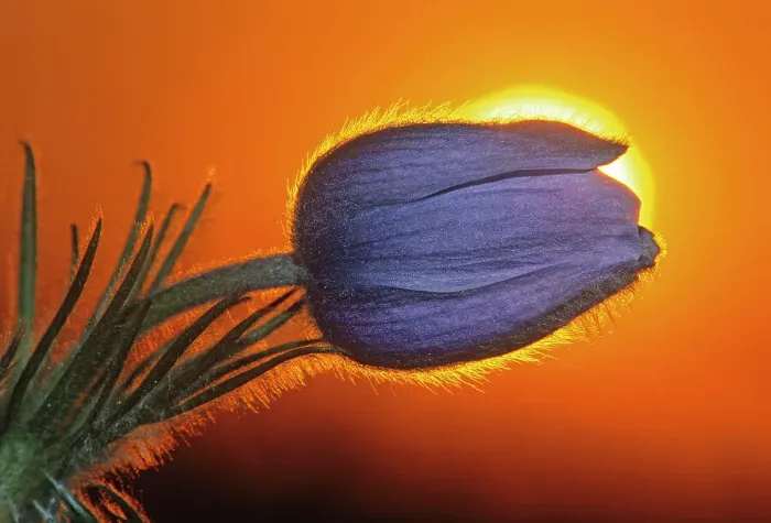 Framed Print : Prairie crocus (Anemone patens) at sunrise. Little Mountain Park. Winnipeg, Manitoba, Canada Framed Print : Prairie crocus (Anemone patens) at sunrise. Little Mountain Park. Winnipeg, Manitoba, Canada