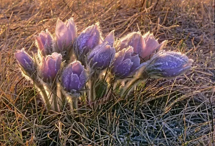 Framed Print : Prairie crocus (Anemone patens) Winnipeg, Manitoba, Canada Framed Print : Prairie crocus (Anemone patens) Winnipeg, Manitoba, Canada