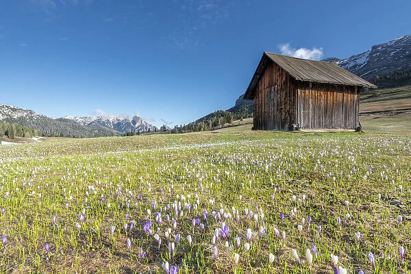 Prato Piazza / Pl√§tzwiese, Dolomites, South Tyrol, Italy. Crocus in the spring bloom on the Prato Piazza
