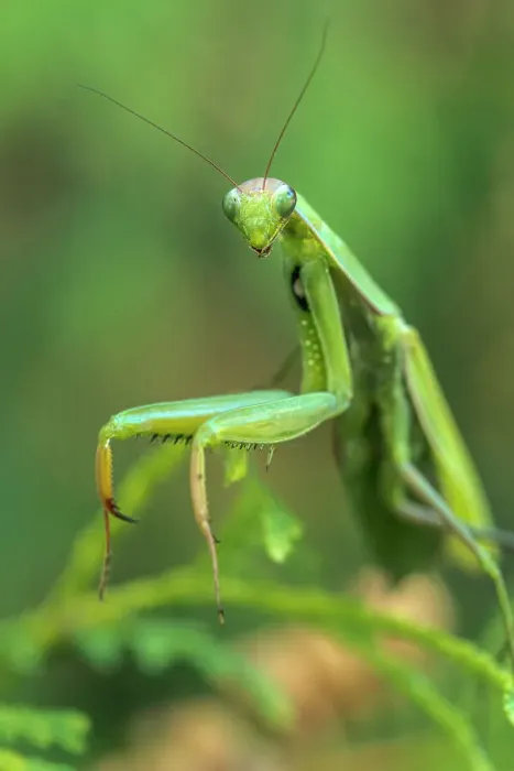 Framed Print : Praying Mantis, Thornton, Ontario, Canada