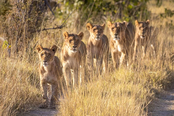 Pride of Lion, Okavango Delta, Botswana