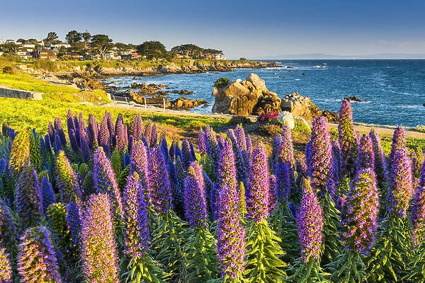 Pride of Madeira Flowers Along Coast, Pacific Grove, California, USA
