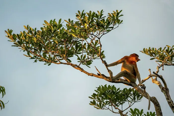 Framed Print : Proboscis monkey with it's unique long nose at Tanjung Puting, Borneo, Indonesia Framed Print : Proboscis monkey with it's unique long nose at Tanjung Puting, Borneo, Indonesia