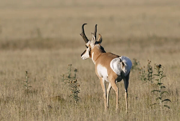 Pronghorn Antelop in the Pawnee National Grassland, Colorado, USA