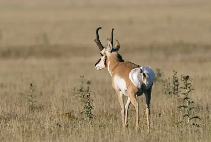 Framed Print : Pronghorn Antelop in the Pawnee National Grassland, Colorado, USA Framed Print : Pronghorn Antelop in the Pawnee National Grassland, Colorado, USA