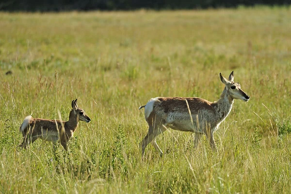 Pronghorn antelope, Antilocapra americana, Custer State Park, Custer County, Black Hills