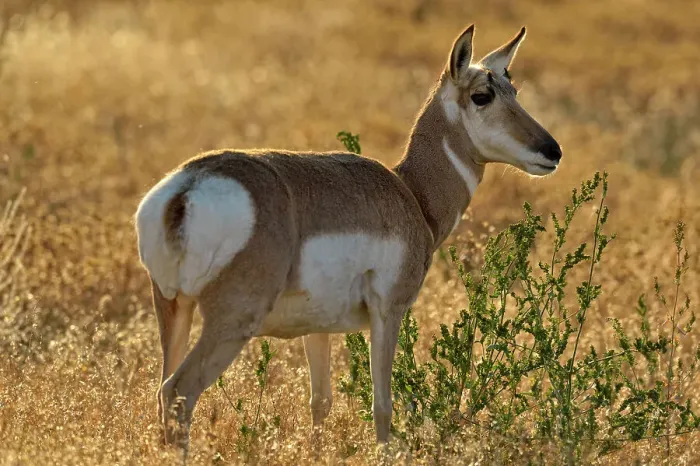 Framed Print : Pronghorn (Antilocapra americana), Yellowstone NP, Montana, USA Framed Print : Pronghorn (Antilocapra americana), Yellowstone NP, Montana, USA