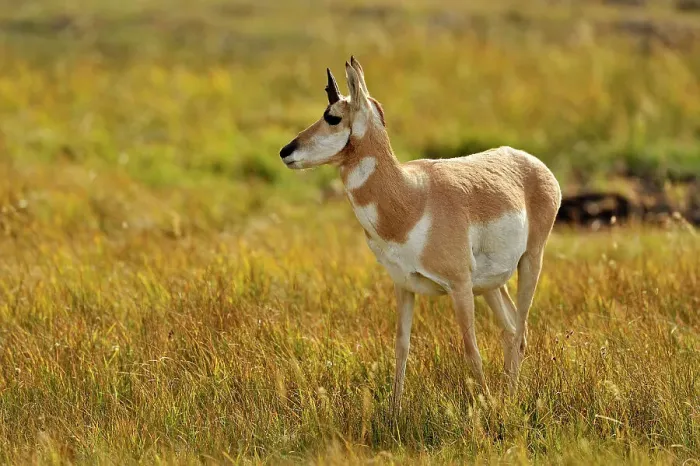 Framed Print : Pronghorn (Antilocapra americana) Foraging in grassy meadow, Yellowstone NP, Wyoming, USA