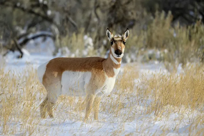 Framed Print : Pronghorn (Antilocapra Americana) Herd in winter range, Gardiner, Montana, USA Framed Print : Pronghorn (Antilocapra Americana) Herd in winter range, Gardiner, Montana, USA