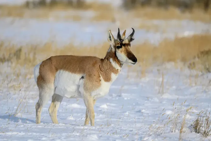 Framed Print : Pronghorn (Antilocapra Americana) Herd in winter range, Gardiner, Montana, USA Framed Print : Pronghorn (Antilocapra Americana) Herd in winter range, Gardiner, Montana, USA
