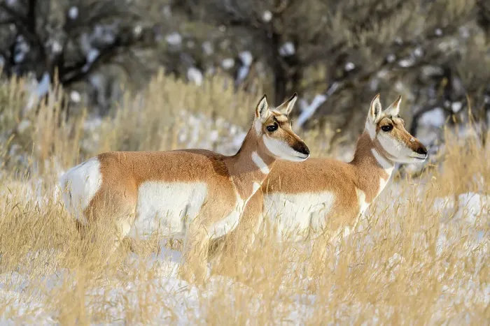 Framed Print : Pronghorn (Antilocapra Americana) Herd in winter range, Gardiner, Montana, USA Framed Print : Pronghorn (Antilocapra Americana) Herd in winter range, Gardiner, Montana, USA