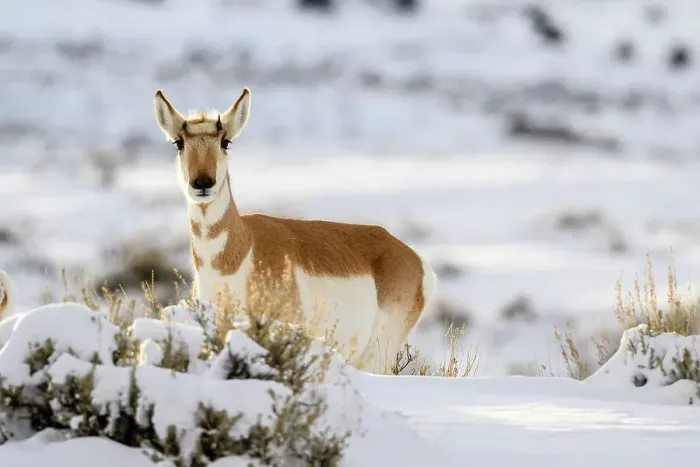 Framed Print : Pronghorn (Antilocapra Americana) Herd in winter range, Gardiner, Montana, USA Framed Print : Pronghorn (Antilocapra Americana) Herd in winter range, Gardiner, Montana, USA