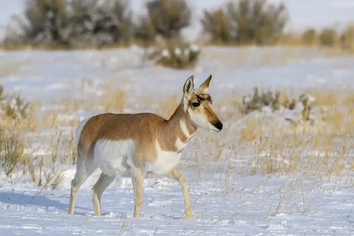 Framed Print : Pronghorn (Antilocapra Americana) Herd in winter range, Gardiner, Montana, USA Framed Print : Pronghorn (Antilocapra Americana) Herd in winter range, Gardiner, Montana, USA