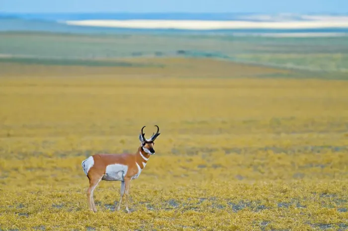 Framed Print : Pronghorn buck (Antilocapra americana) on the prairie Near Grasslands National Park, Saskatchewan, Canada Framed Print : Pronghorn buck (Antilocapra americana) on the prairie Near Grasslands National Park, Saskatchewan, Canada