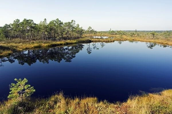 Protected Land of Bogs and Marshes in the Kemeri National Park near Jurmala