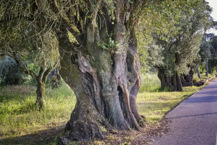 Framed Print : Protected olive tree (Olea europaea), more than two thousand years old Framed Print : Protected olive tree (Olea europaea), more than two thousand years old