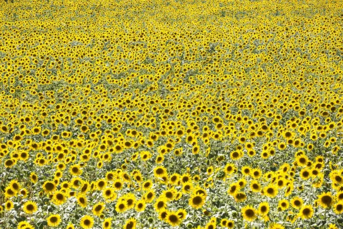 Framed Print : Provence, France, Europe. Field full of yellow sunflowers in bloom, from a high point Framed Print : Provence, France, Europe. Field full of yellow sunflowers in bloom, from a high point