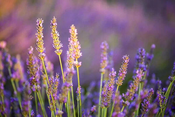 Provence, France, Europe. Purlple lavander field, macro details of the flowers with bee