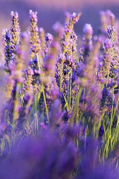 Provence, France, Europe. Purlple lavander field, macro details of the flowers with bee