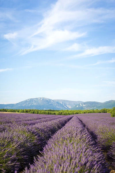 Provence, France, Europe. Purlple lavender fields full of flowers, natural light
