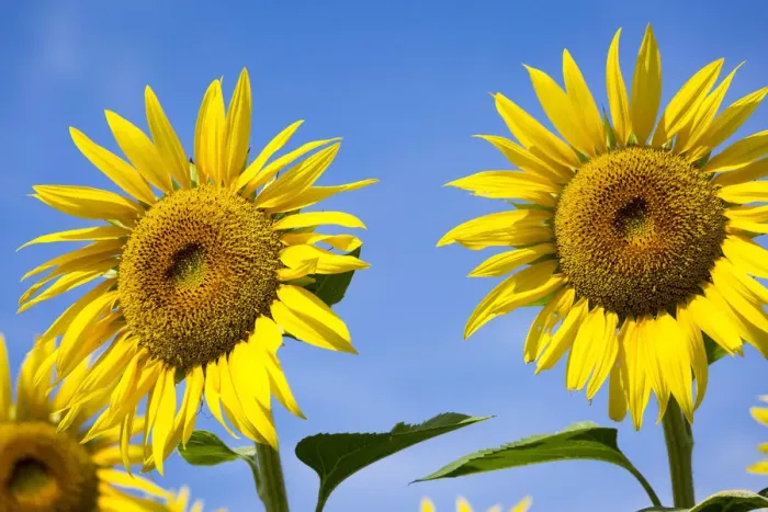 Framed Print : Provence, France, Europe. two sunflowers close up, isolated on blue sky background Framed Print : Provence, France, Europe. two sunflowers close up, isolated on blue sky background