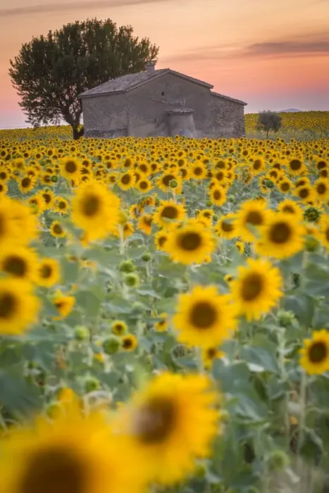 Framed Print : Provence, Valensole Plateau, France, Europe. Lonely farmhouse in a field full of sunflowers Framed Print : Provence, Valensole Plateau, France, Europe. Lonely farmhouse in a field full of sunflowers