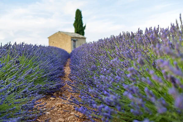 Provence, Valensole Plateau, France, Europe