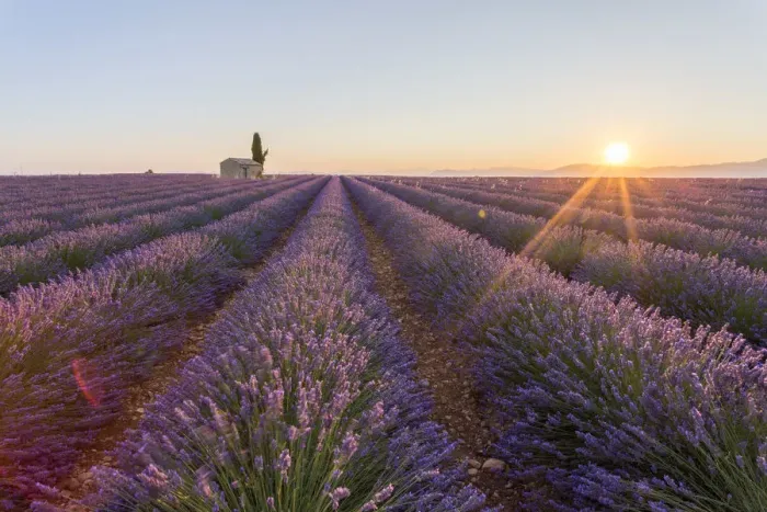 Framed Print : Provence, Valensole Plateau, France, Europe Framed Print : Provence, Valensole Plateau, France, Europe
