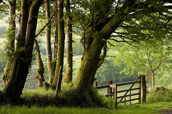 Public Bridleway through trees and countryside, Exmoor National Park, Somerset, England