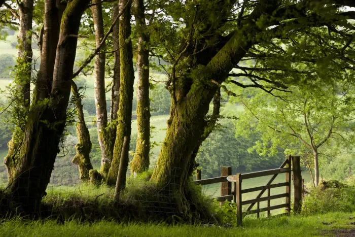 Framed Print : Public Bridleway through trees and countryside, Exmoor National Park, Somerset, England Framed Print : Public Bridleway through trees and countryside, Exmoor National Park, Somerset, England