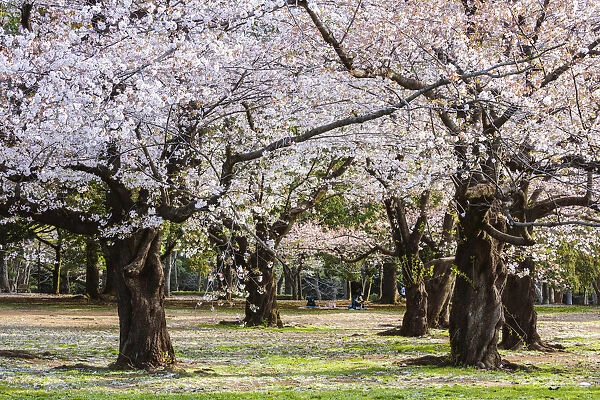 Public park in springtime during cherry blossom season, Yoyogi park, Tokyo, Japan