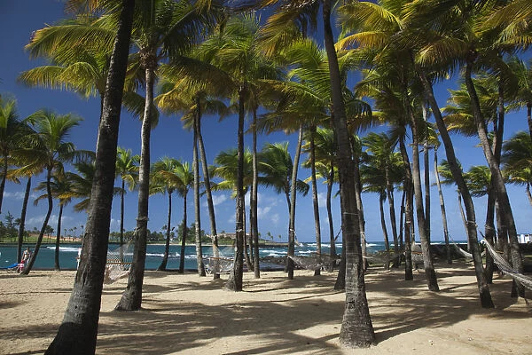 Puerto Rico, San Juan, beach palms by Atlantic Ocean