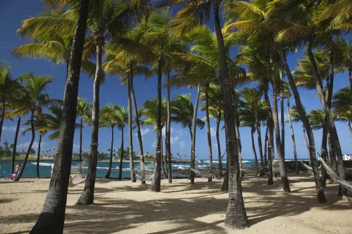 Framed Print : Puerto Rico, San Juan, beach palms by Atlantic Ocean Framed Print : Puerto Rico, San Juan, beach palms by Atlantic Ocean