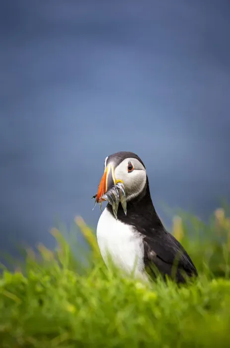 Framed Print : Puffin bird with catch in Mykines, Faroe Islands, Europe with catch in Mykines, Faroe Framed Print : Puffin bird with catch in Mykines, Faroe Islands, Europe with catch in Mykines, Faroe