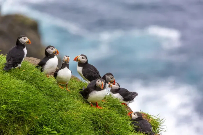 Framed Print : Puffin birds in Mykines, Faroe Islands, Europe Framed Print : Puffin birds in Mykines, Faroe Islands, Europe