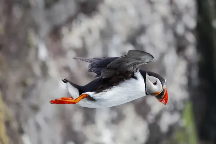 Framed Print : Puffin in Flight, Latrabjarg, Iceland Framed Print : Puffin in Flight, Latrabjarg, Iceland